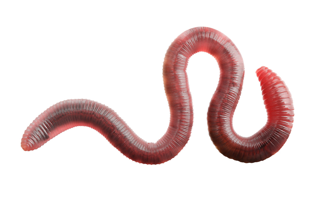 Canadian Nightcrawlers For Sale - Vegas Worms