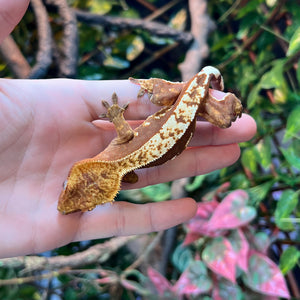 Adult Red Soft-Scale Crested Gecko (Female)