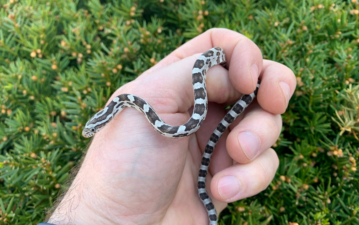 Baby Anery Corn Snake – Scales and Tails of Ohio